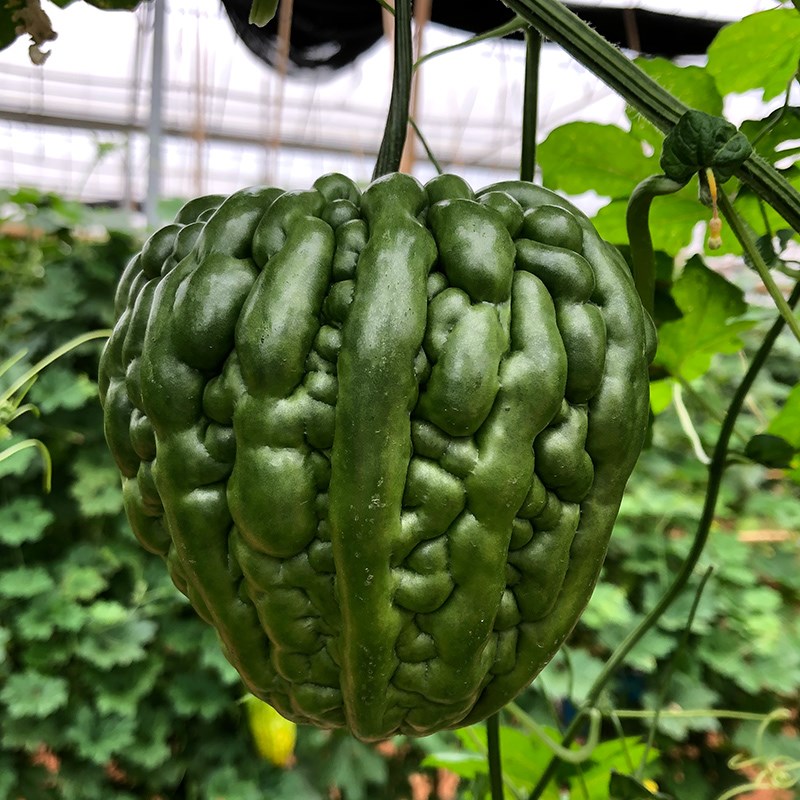 心头肉大顶苦瓜种子生吃水果特大苦瓜种籽春季夏秋四季播菜种孑阳台