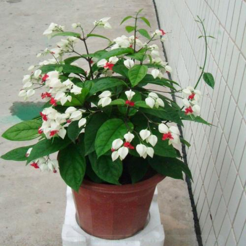 龙吐珠花盆栽花卉观花植物室内花客厅四季开花带花发货 龙吐珠盆栽 不