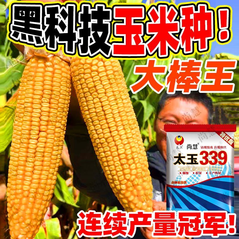 新种吨粮矮杆大棒丰产玉米种子批发特大苞谷大马牙角质粮抗倒抗旱