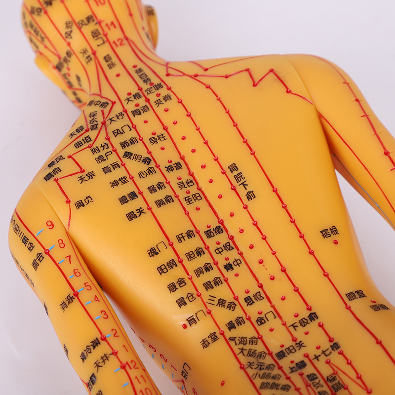 伊冉香约 人体模型针灸经络穴位男女高清刻字全身中医按摩推拿教学