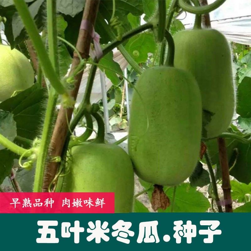 春枝韵五叶米小冬瓜种子肉嫩味鲜 有茸毛肉质紧实蔬菜种子冬瓜种子