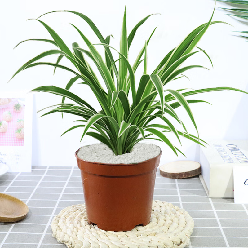 格調生活金邊吊蘭垂吊植物盆栽花卉室內水培好養凈化空氣四季常青 吊蘭（原盆原土） 含盆