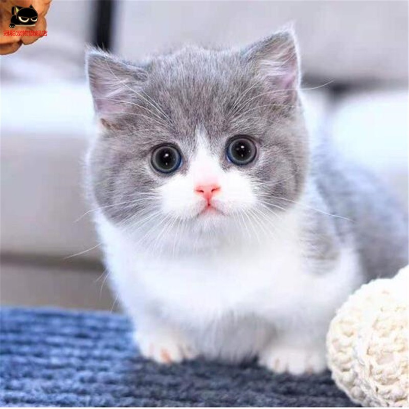 冠聪-纯种短毛猫咪英国蓝白猫活体幼猫-五粉矮脚正八脸英短猫-曼基康