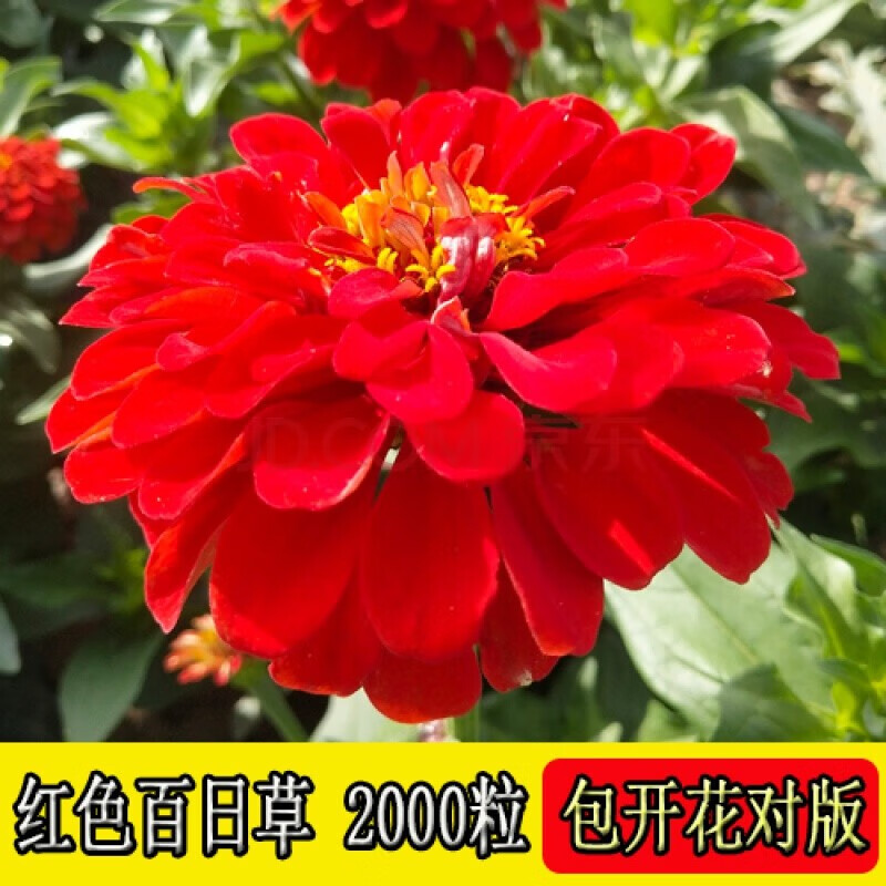 季易种庭院室外阳台菊花籽子易活开花混色百日草种 红色百日草 2000粒