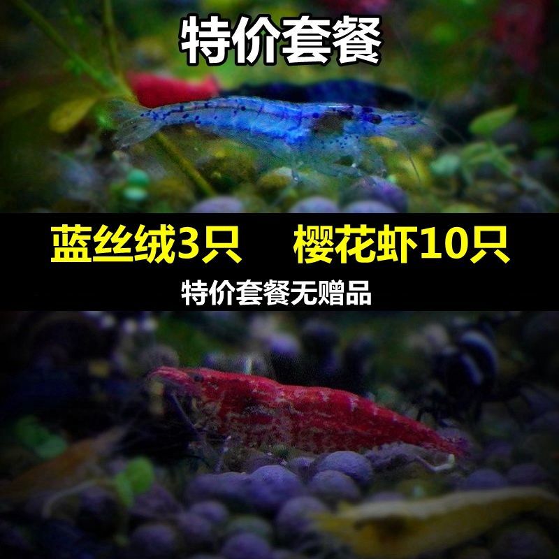 套餐:蓝丝绒3樱花虾10