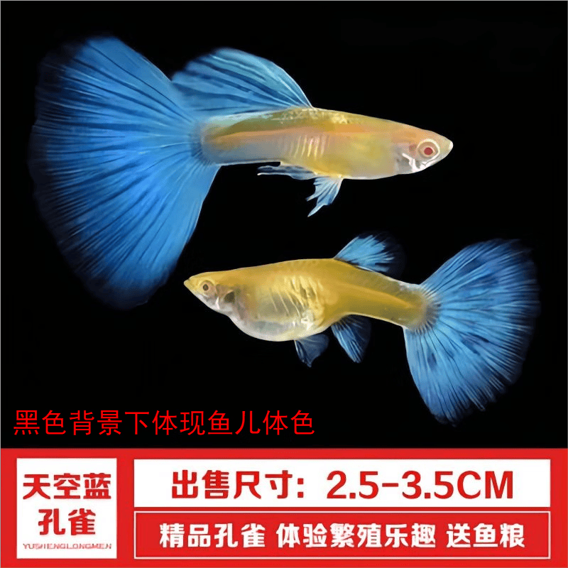 卡奇鱼 观赏鱼 热带鱼小型鱼凤尾鱼孔雀鱼纯种孕母活鱼繁殖鱼淡水鱼好养 天空蓝白孔雀鱼三对使用感如何?