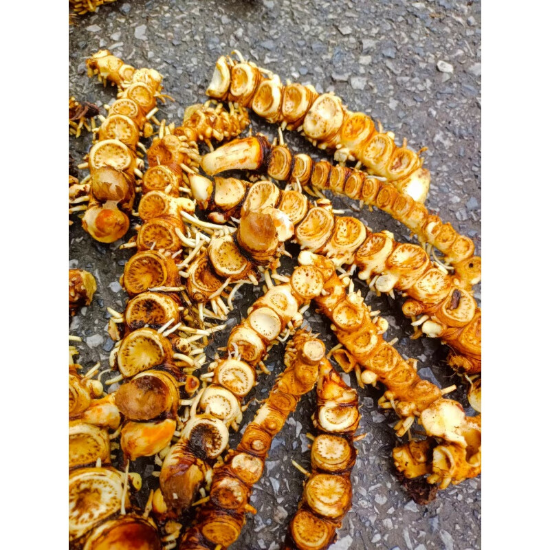 野生中草药神农架四大之一名贵药材(江边一碗水)250克风湿 250g