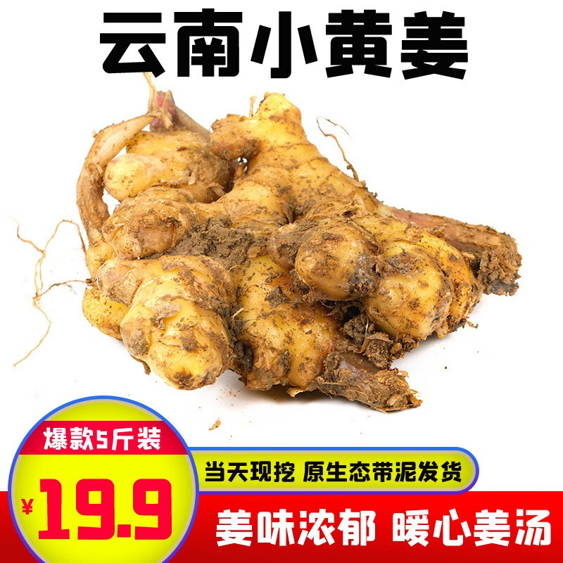 粤品云南小黄姜新鲜土姜月子姜生老农家姜 云南小黄姜5斤