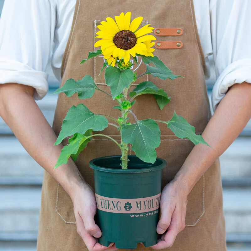 醉春木向日葵盆栽带花苞太阳花苗老桩室内阳台室外庭院花园四季开