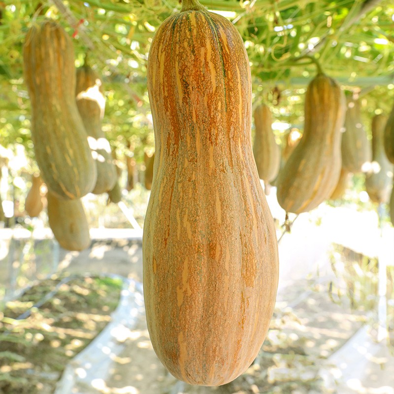 甜栗密本秧苗春冬季早熟籽寿光蔬菜 神禾大果型甜蜜本南瓜种子40粒