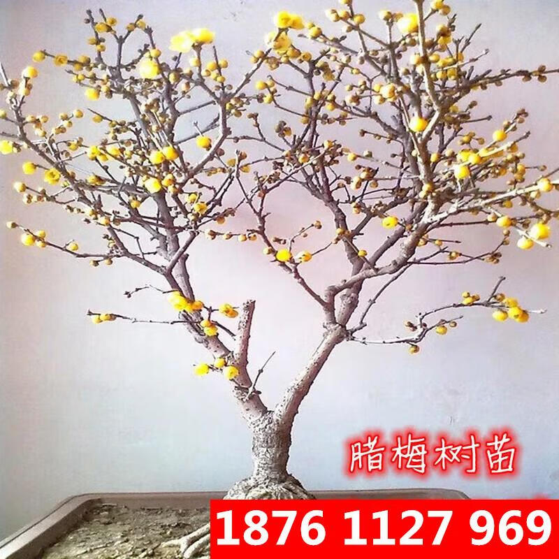 千颂园腊梅树苗庭院耐寒植物原生独杆素心腊梅树高杆腊梅树丛生腊梅