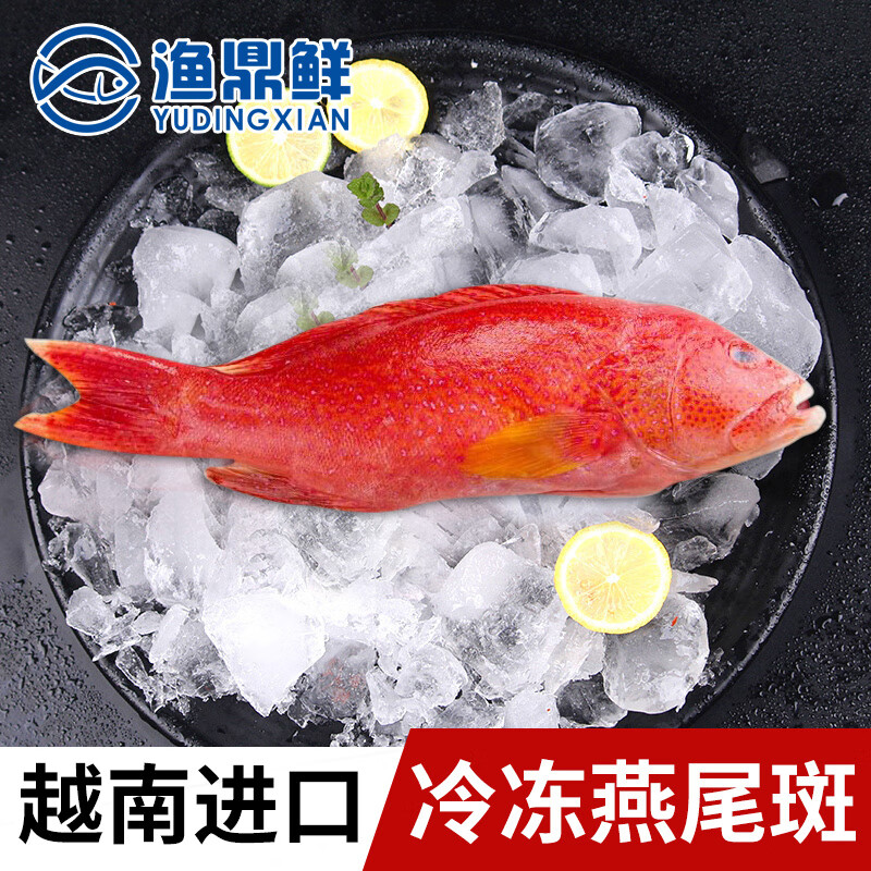 锦鲜乐肴 越南进口活冻燕尾斑600-700g 东星斑鲜活速冻深海海鲜