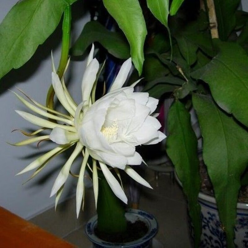 源外园昙花苗花卉盆栽植物室内阳台庭院四季好养易活小叶令箭荷花带