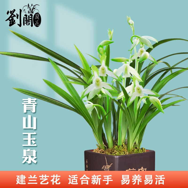 劉閣蘭花建兰四季兰花苗矮种禅月达摩 夏带花苞出售桌面盆栽花卉好养