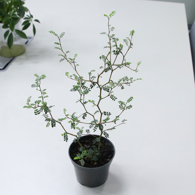 新西兰刺槐 童话树盆栽小孩子苦参槐树绿植 小盆20~30cm左右 含盆