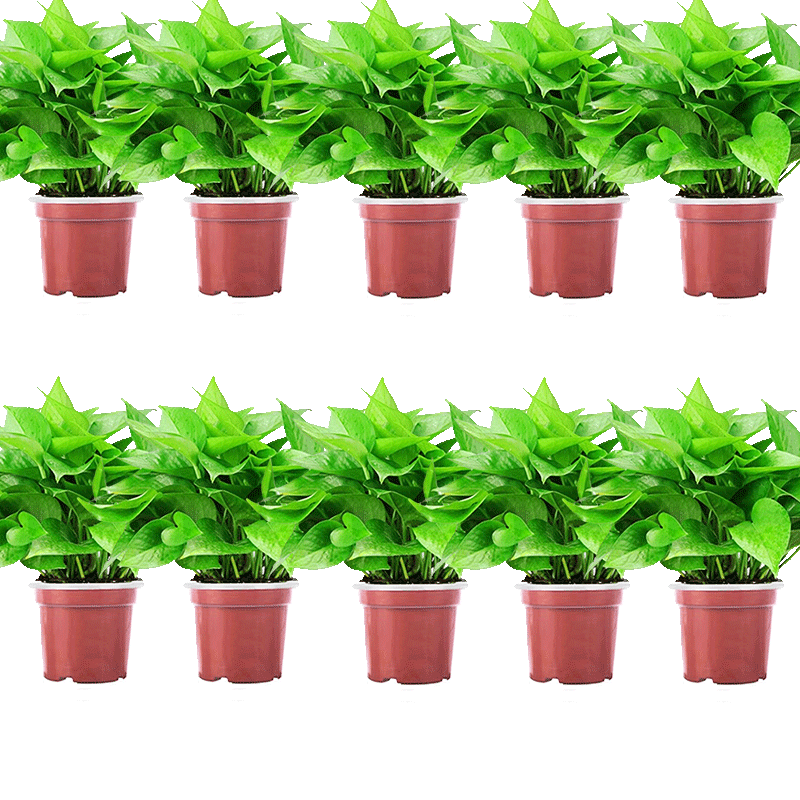 ˫�� �������Գ���ȩ������ֲ�칫���·���������110��10��װԴͷֱ��