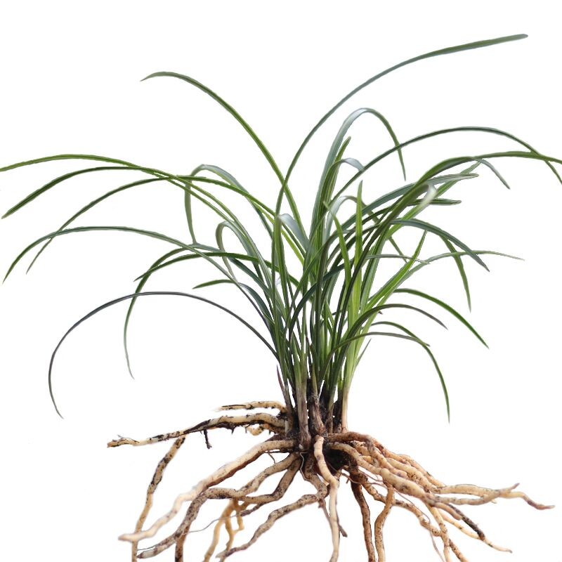 四季常绿吉祥草,金边吉祥草,观音草, 盆栽植物,阳台花卉 四季常绿