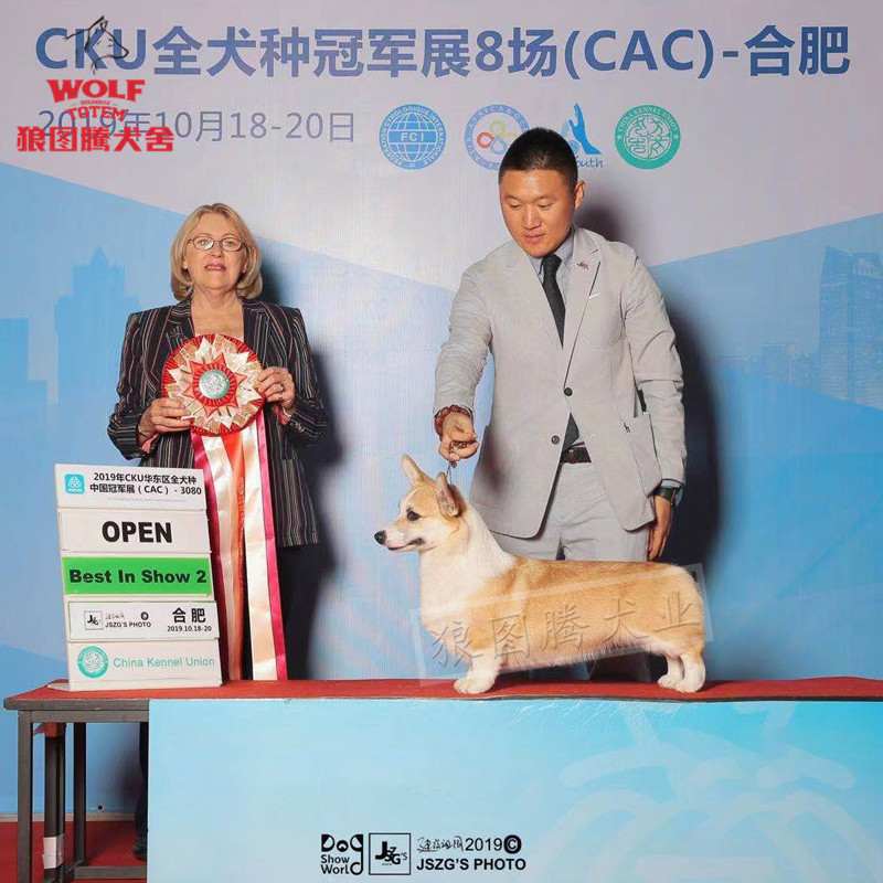 狼图腾冠军级柯基犬幼犬纯种短腿小柯基幼犬活体宠物狗狗威尔士宠物狗