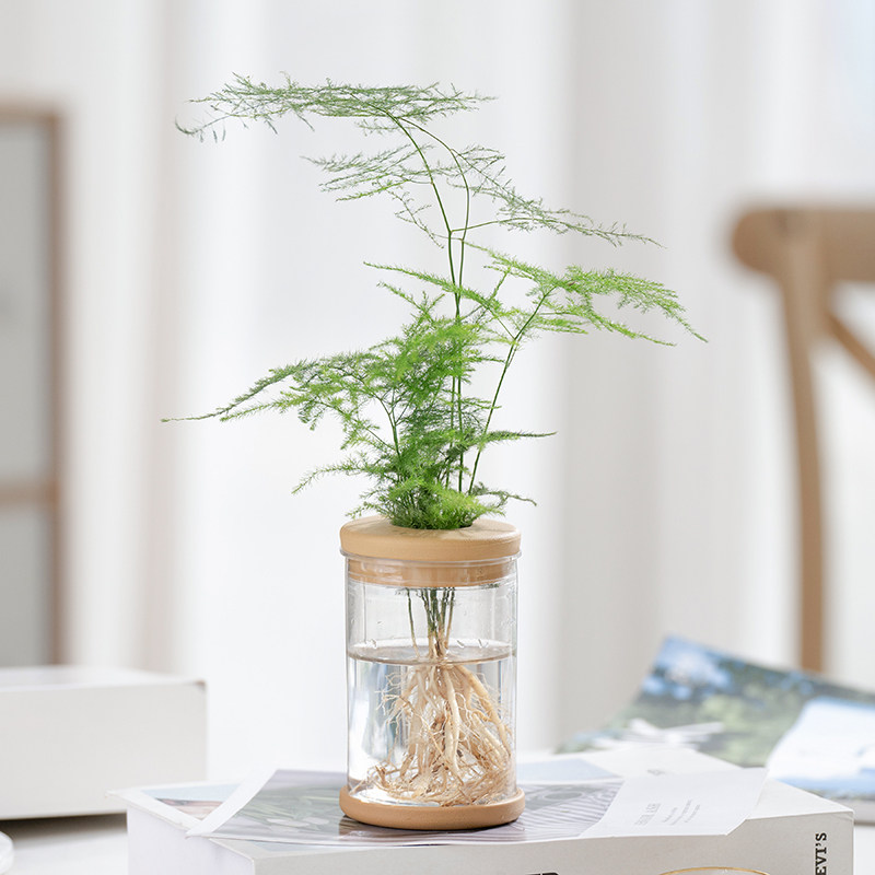 富贵竹文昌竹荷花竹水培植物花卉室内办公桌面盆栽 水培文竹圆柱瓶 含