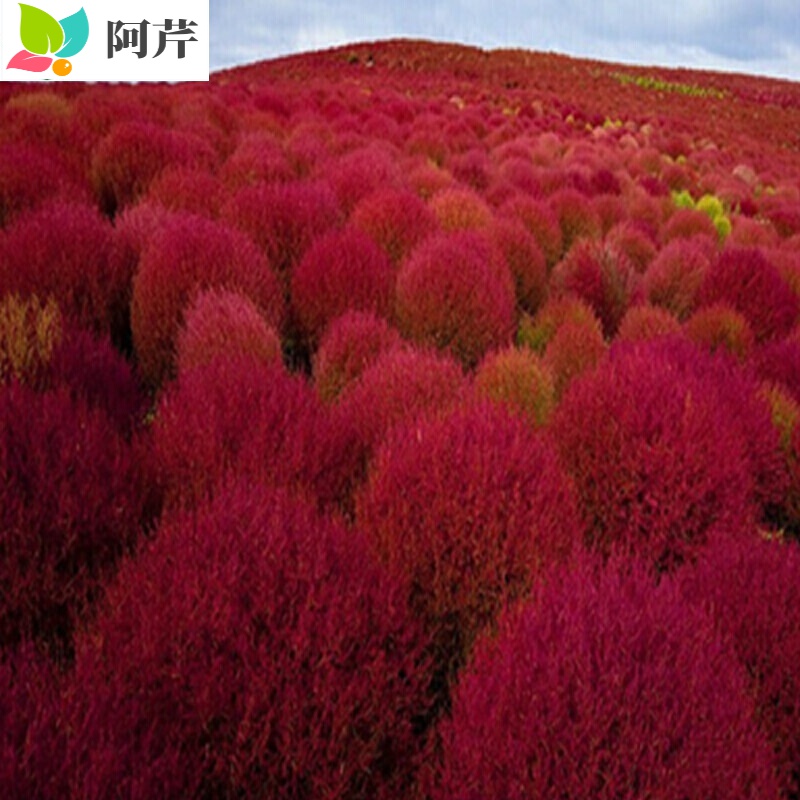 地肤种子红叶地肤草种子 扫帚草种籽 室外庭院草坪花四季观赏绿化阿芹