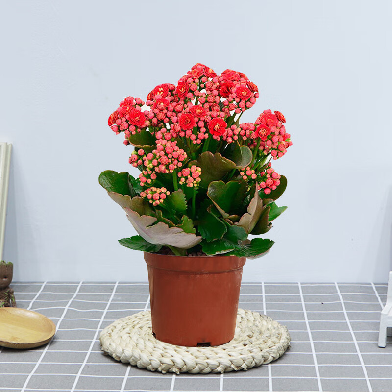 长寿花盆栽绿植花卉室内盆栽办公桌面水培好养金狐狸重瓣四季开花带