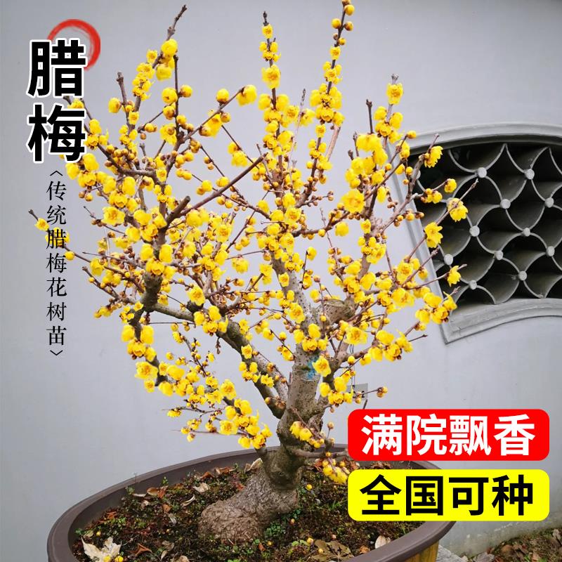 ���ڲ�����������÷�������⻨��ͥԺ�ͺ�ֲ�� ������÷��׮��3-4cm�֣�Դͷֱ�� 70.8Ԫ