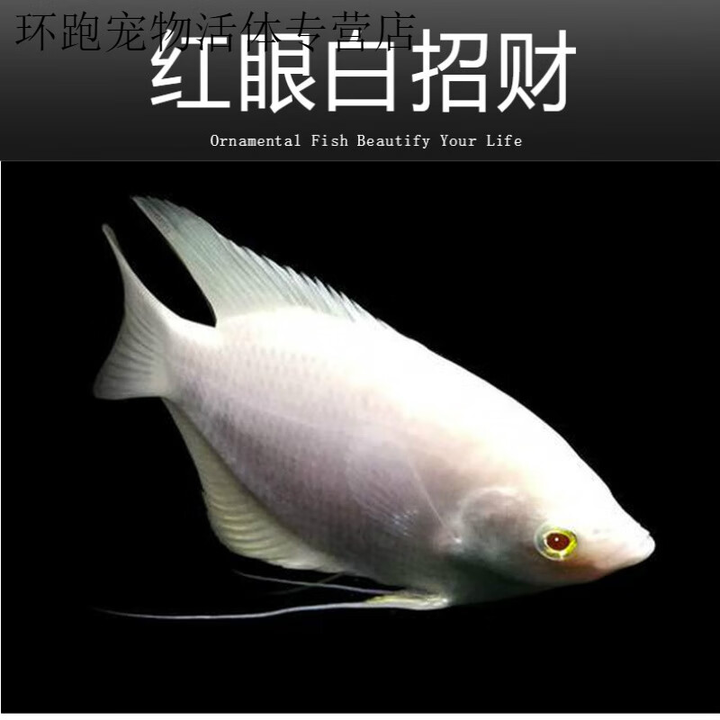 淡水热带观赏鱼战船活体黑眼红眼红尾鹦鹉地图银龙发财鱼 咖啡色 9-11