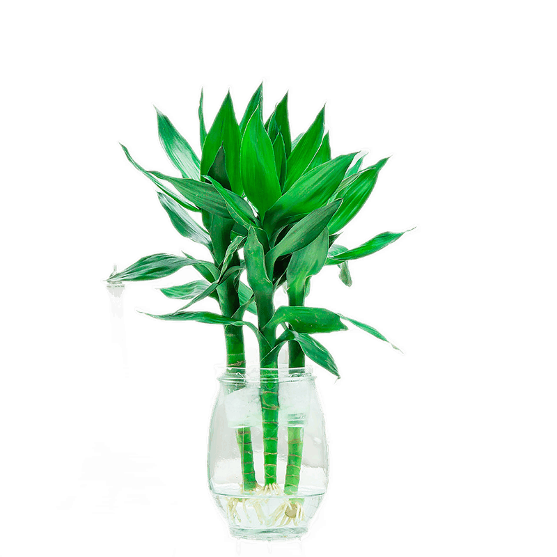 九千谷观音竹水培富贵竹植物转运竹开运竹子水养招财竹6支源头直发