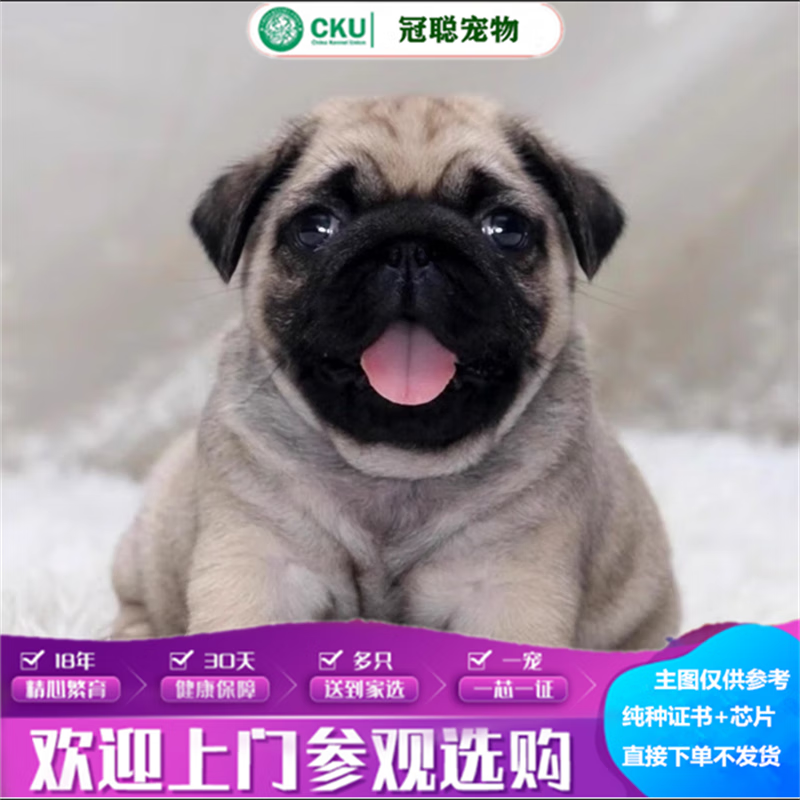 冠聪巴哥八哥犬活体幼犬憨厚老实的巴哥犬小型短毛狗黑嘴巴小巴哥犬活