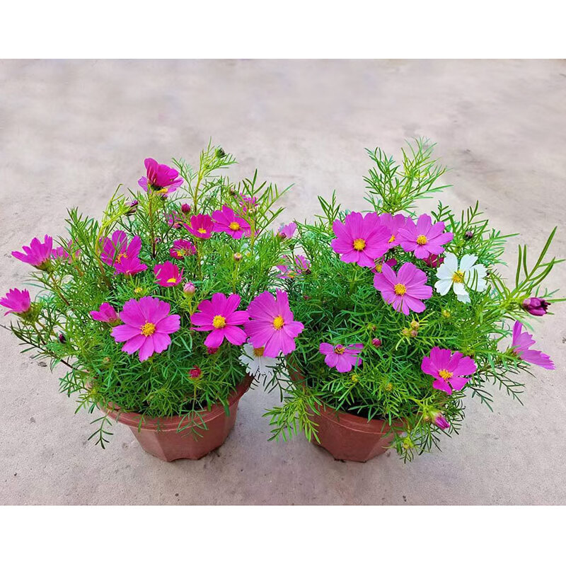 波斯菊盆栽格桑花带花苞发货室外阳台庭院耐晒喜庆多颜色好养植物