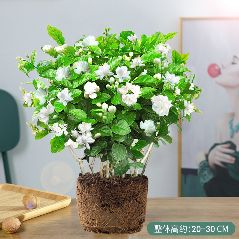 尚尚木重瓣白色茉莉花盆栽带花苞开花不断庭院花园有香味的盆栽 白