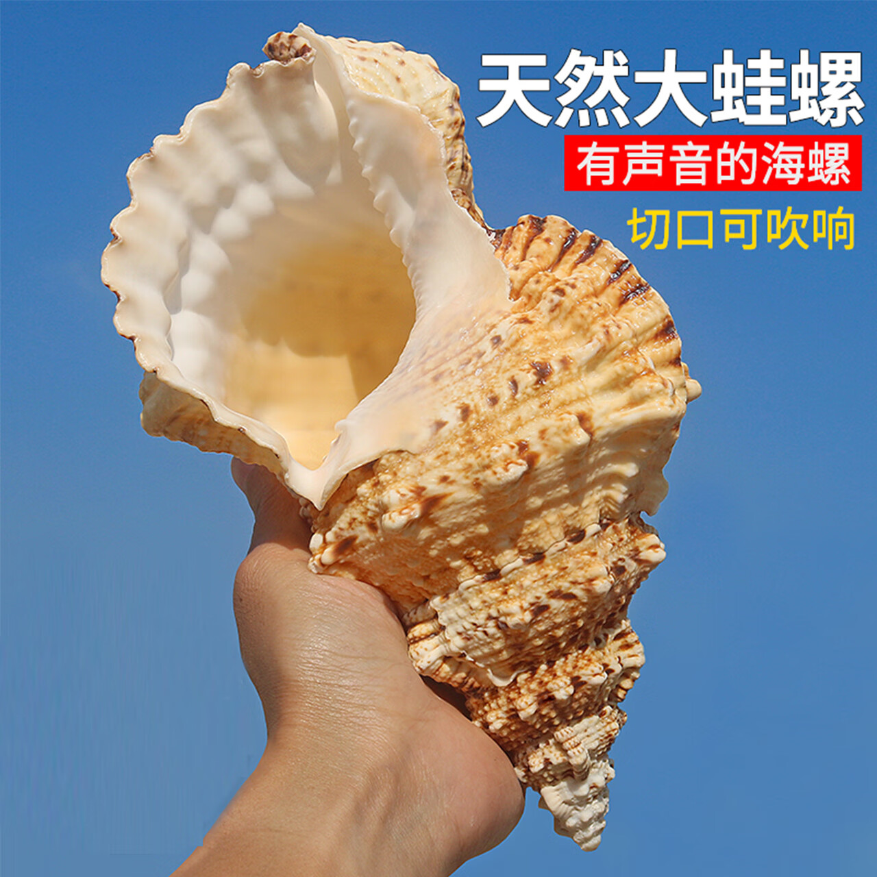 绿泊然金口大蛙螺 天然超大珊瑚工艺品水族造景天然海螺贝壳摆件w 13