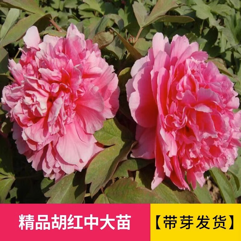 临雅牡丹花苗正宗山东菏泽洛阳芍药鲜花大苗室外盆栽重瓣观赏树苗花卉 牡丹胡红大苗