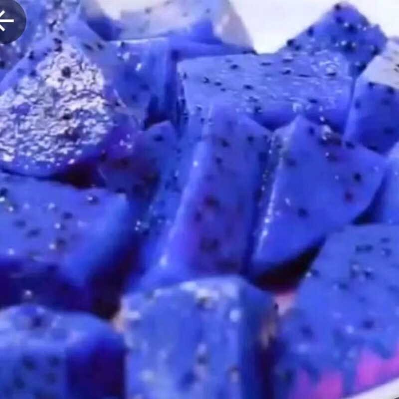 绍涵火龙果苗果树红心盆栽蓝皮四季果耐寒室内阳台庭院南北方四季种植