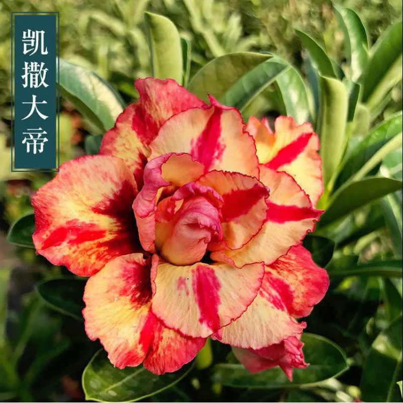 天宝花盆栽5年老桩四季开花室内阳台花卉绿植盆景多肉 凯撒大帝(当年