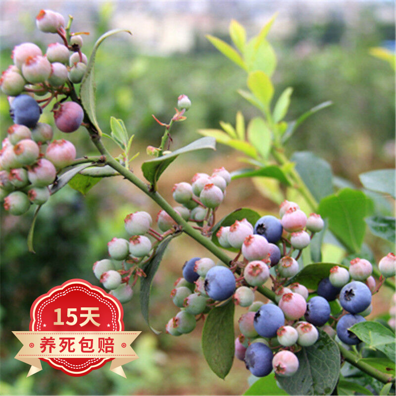 欧悟 当年结果蓝莓苗 蓝莓树苗 盆栽地栽蓝莓树 南方北方果树苗庭院