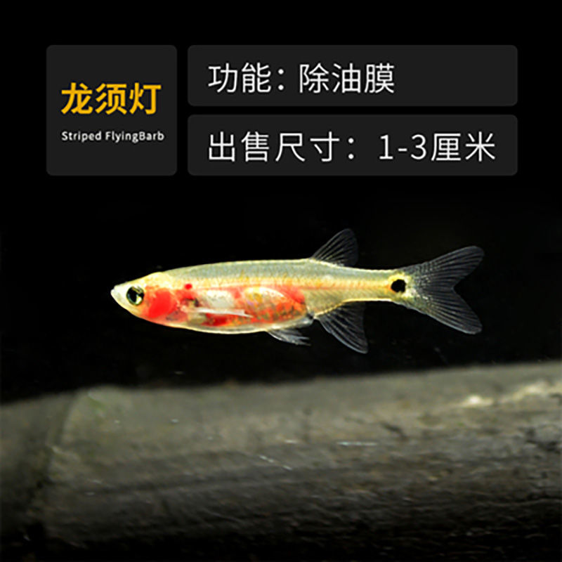 底鱼 相关京东优惠商品 3 价格图片品牌优惠券 虎窝购