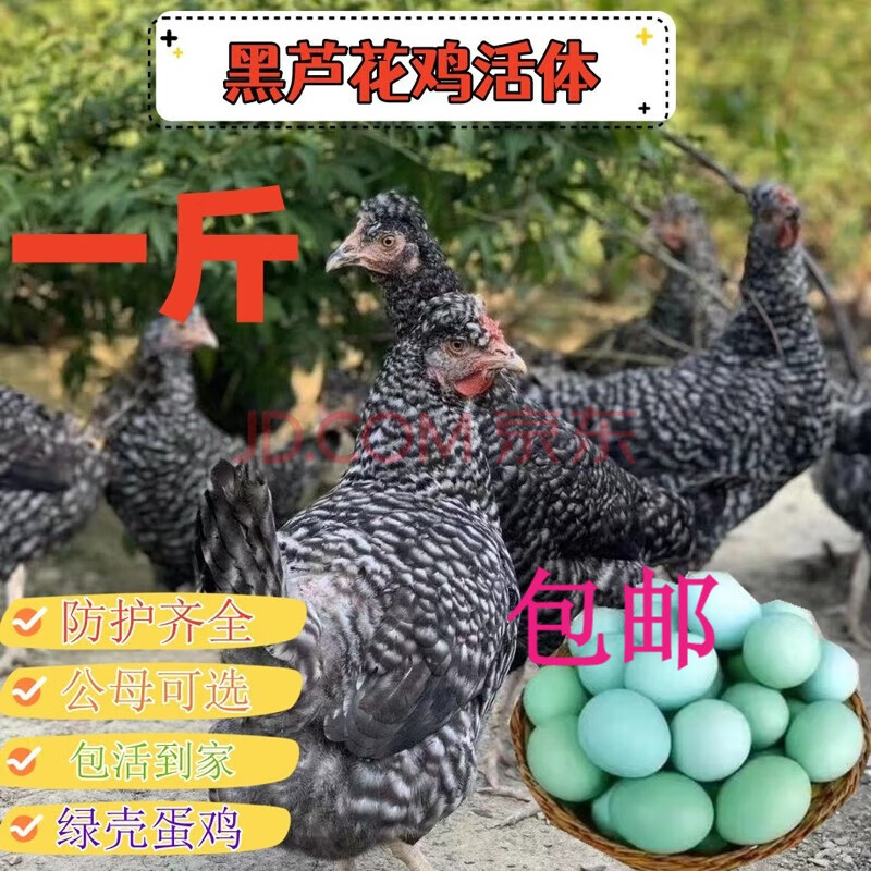 一斤汶上芦花鸡活苗大种芦花鸡苗脱温鸡苗芦花鸡活体下蛋