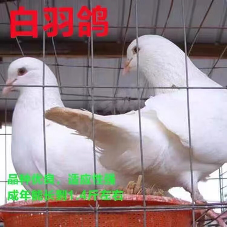 鸽子活体公母一对鸽子活一对家养肉鸽活体蛋鸽种鸽青年鸽健康包活