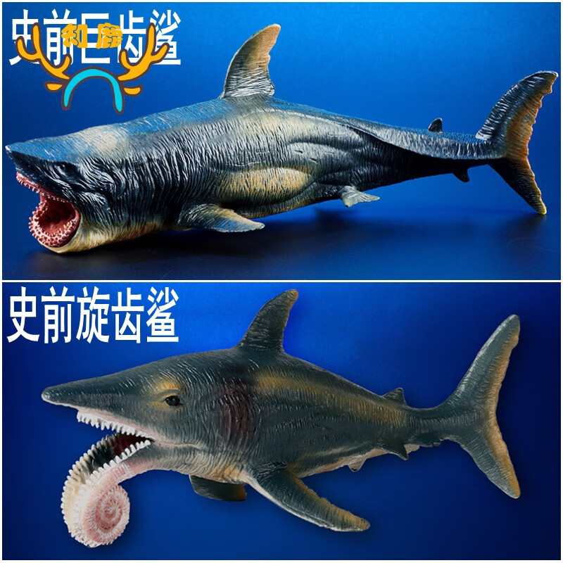 史前海洋恐怖鲨鱼:巨齿鲨 旋齿鲨