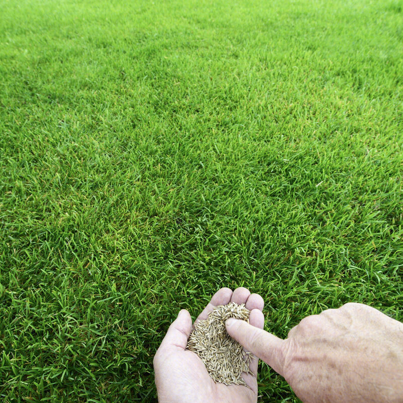 百萌混合高羊茅种子1斤装草坪种子进口四季青草籽草坪籽绿化护坡草籽