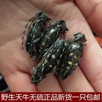 伟博中药材 天牛 无硫天牛虫 牛角虫 桑田牛斗米虫成虫1只 1g