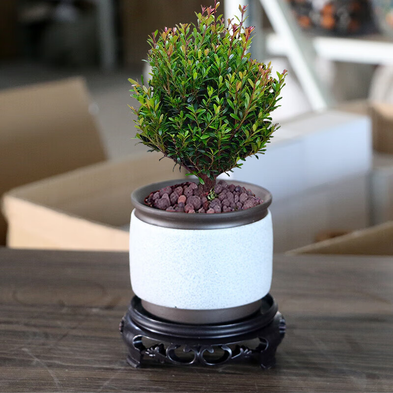 赤楠盆景(赤楠盆景图片)