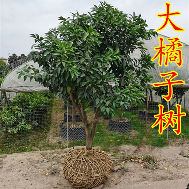 柑桔树树苗砂糖桔橘子柑橘蜜桔当年结果盆栽地栽 三公分带土球低分叉