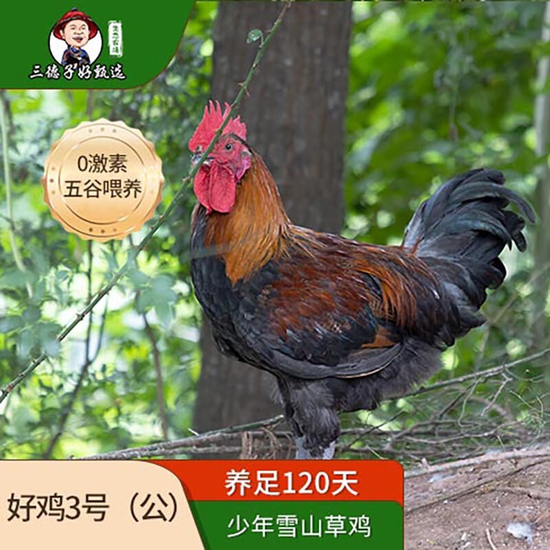 三德子好甄选高散养山农家土跑走山地鸡整只生鲜鸡 好鸡3号1.25-1.45kg