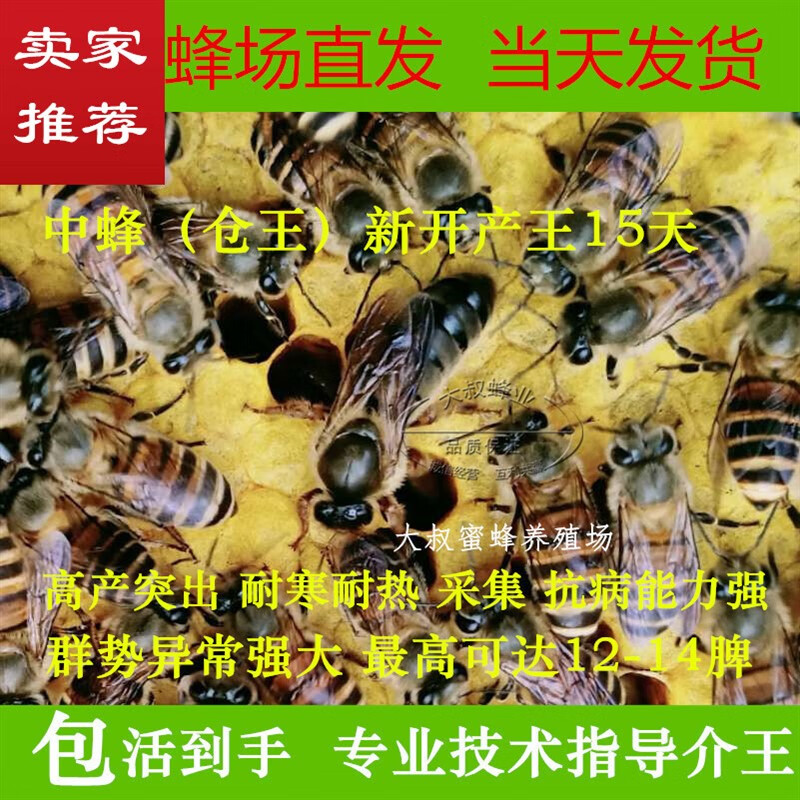oimg中蜂王种王高产王土蜂王强群王产卵王开产王杂交王阿坝王仓王活体