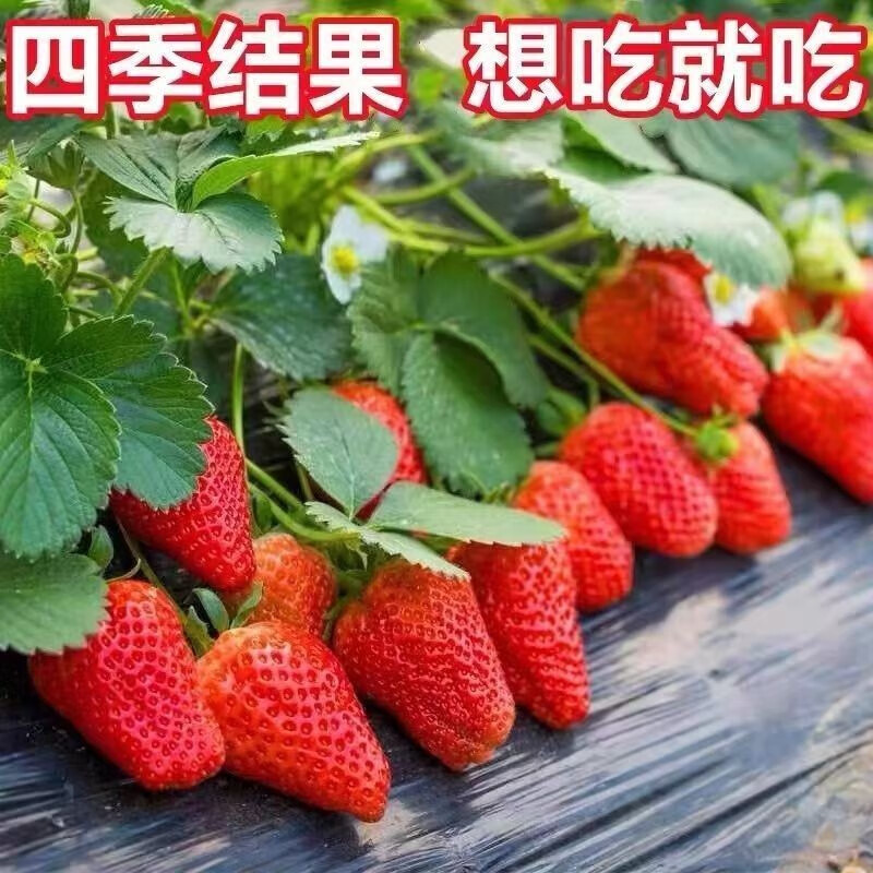 草莓苗盆栽带盆四季易活奶油草莓室内阳台庭院南北方种植果树 奶油草莓2盆带原盆土