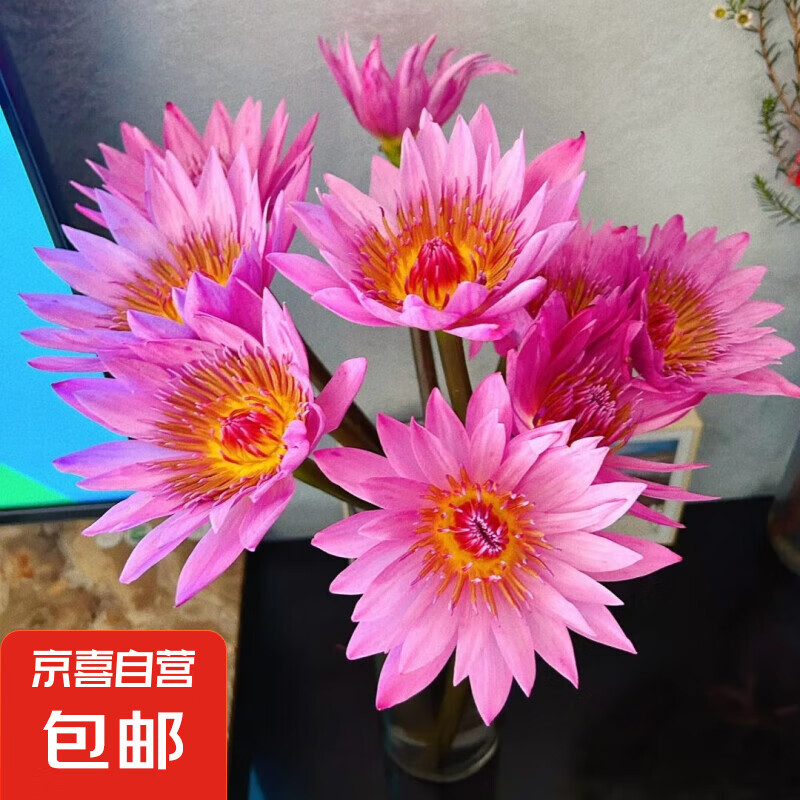 水养鲜花云南昆明基地源头直发花材鲜切花插花睡莲鲜花 粉色睡莲5枝