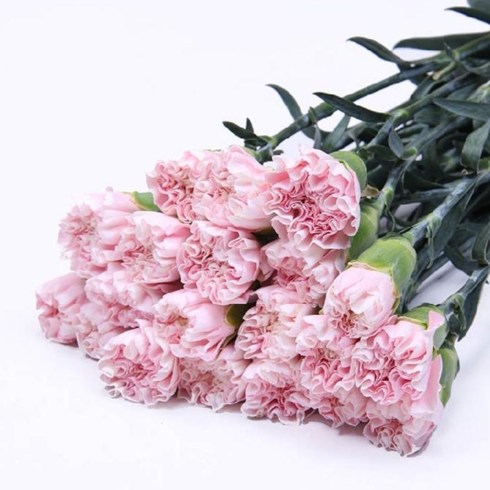 直发康乃馨鲜花单头真花家用水养 伊人单头1束(18 2支防损) 保鲜剂