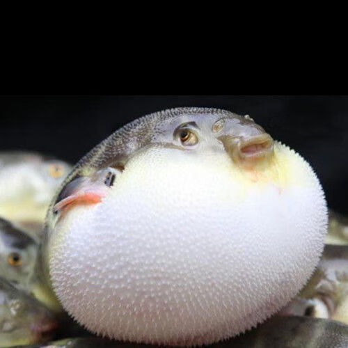 墨一河豚 网红河豚 生气鱼 气球鱼 弓斑河豚 狗头鱼 1条(3-4cm)